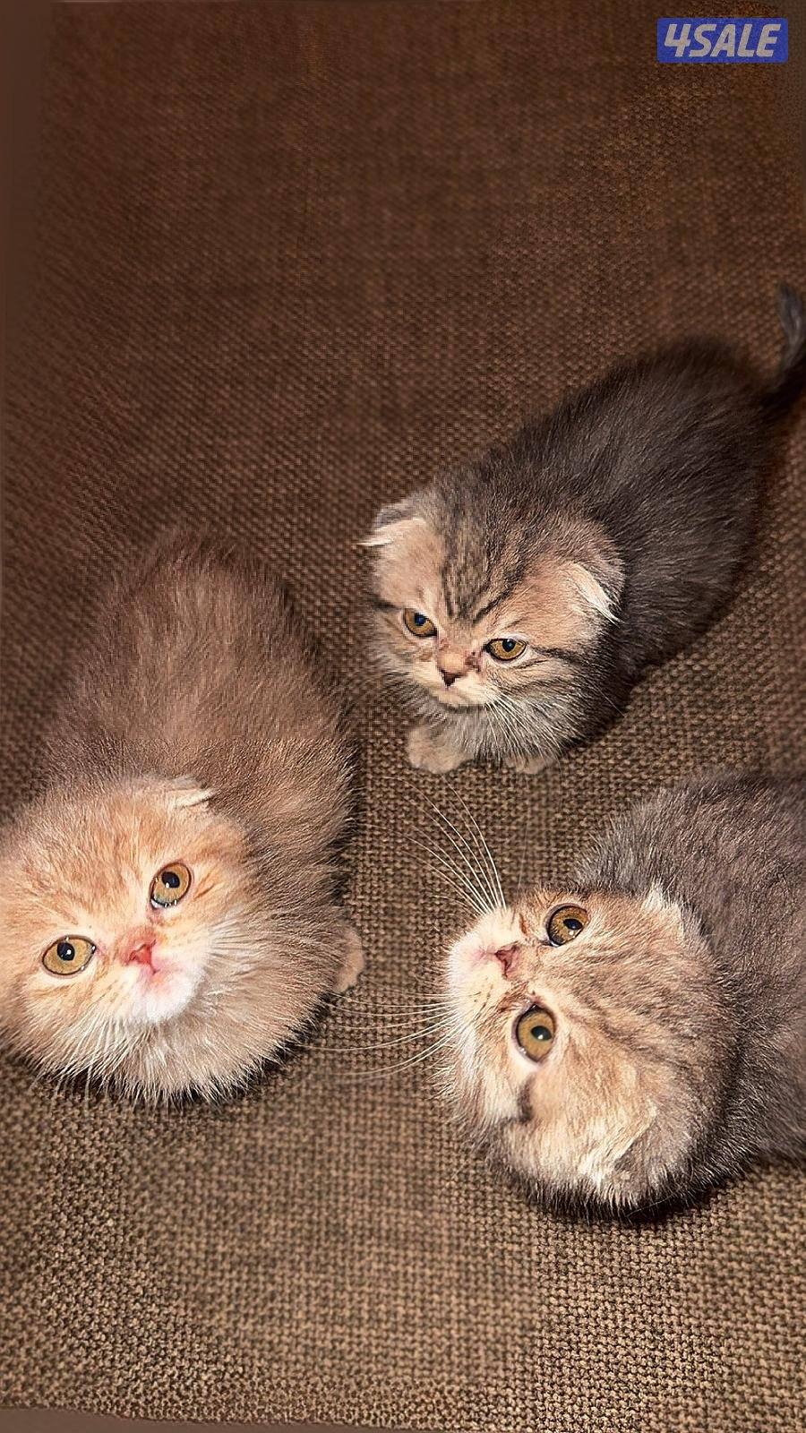 للبيع٣ قطط ذكور5