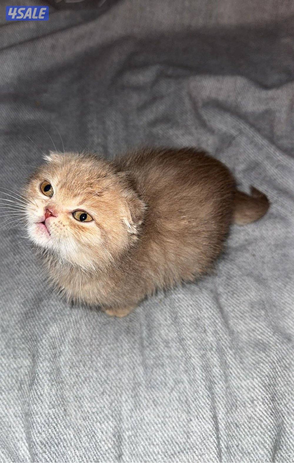 للبيع٣ قطط ذكور6