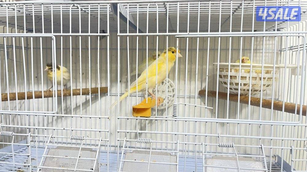 للبيع كناري ازواج وزوج فشر0
