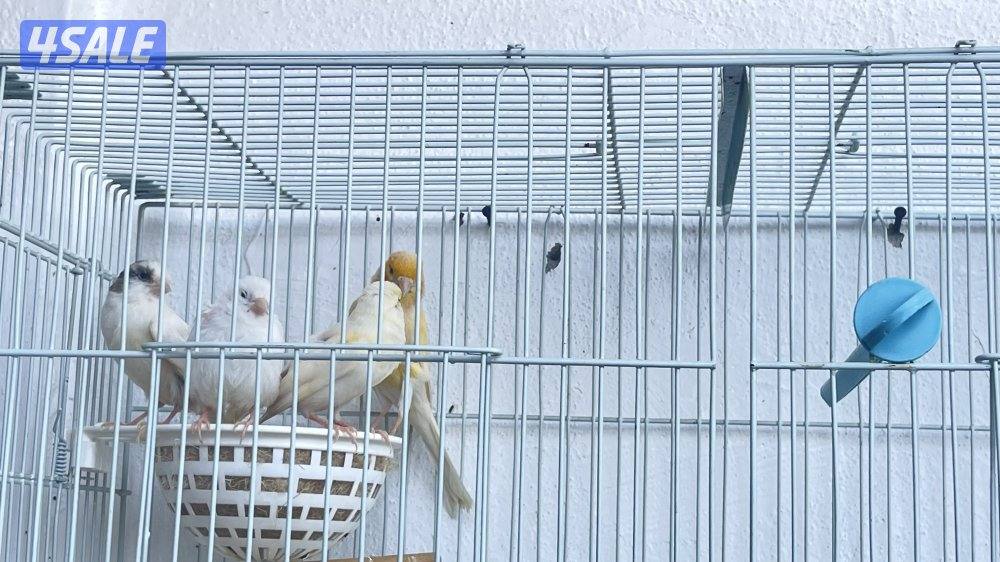 للبيع كناري ازواج وزوج فشر2