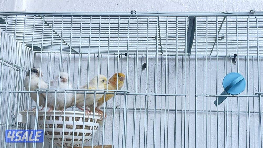 للبيع كناري ازواج وزوج فشر1