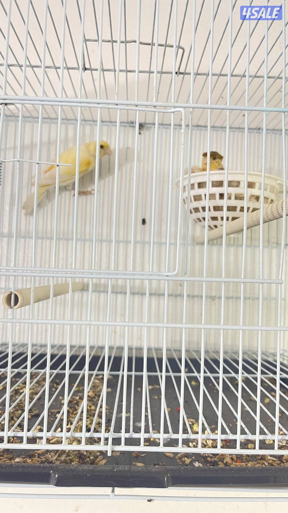 للبيع كناري ازواج وزوج فشر3