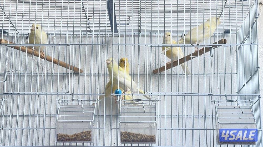 للبيع كناري ازواج وزوج فشر5