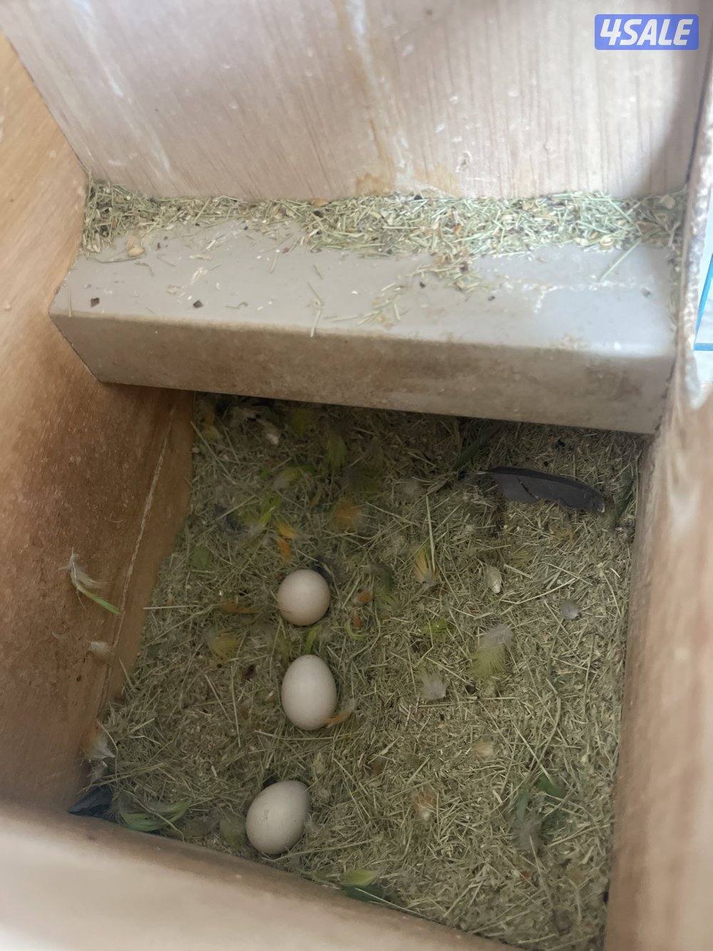 للبيع كناري ازواج وزوج فشر7