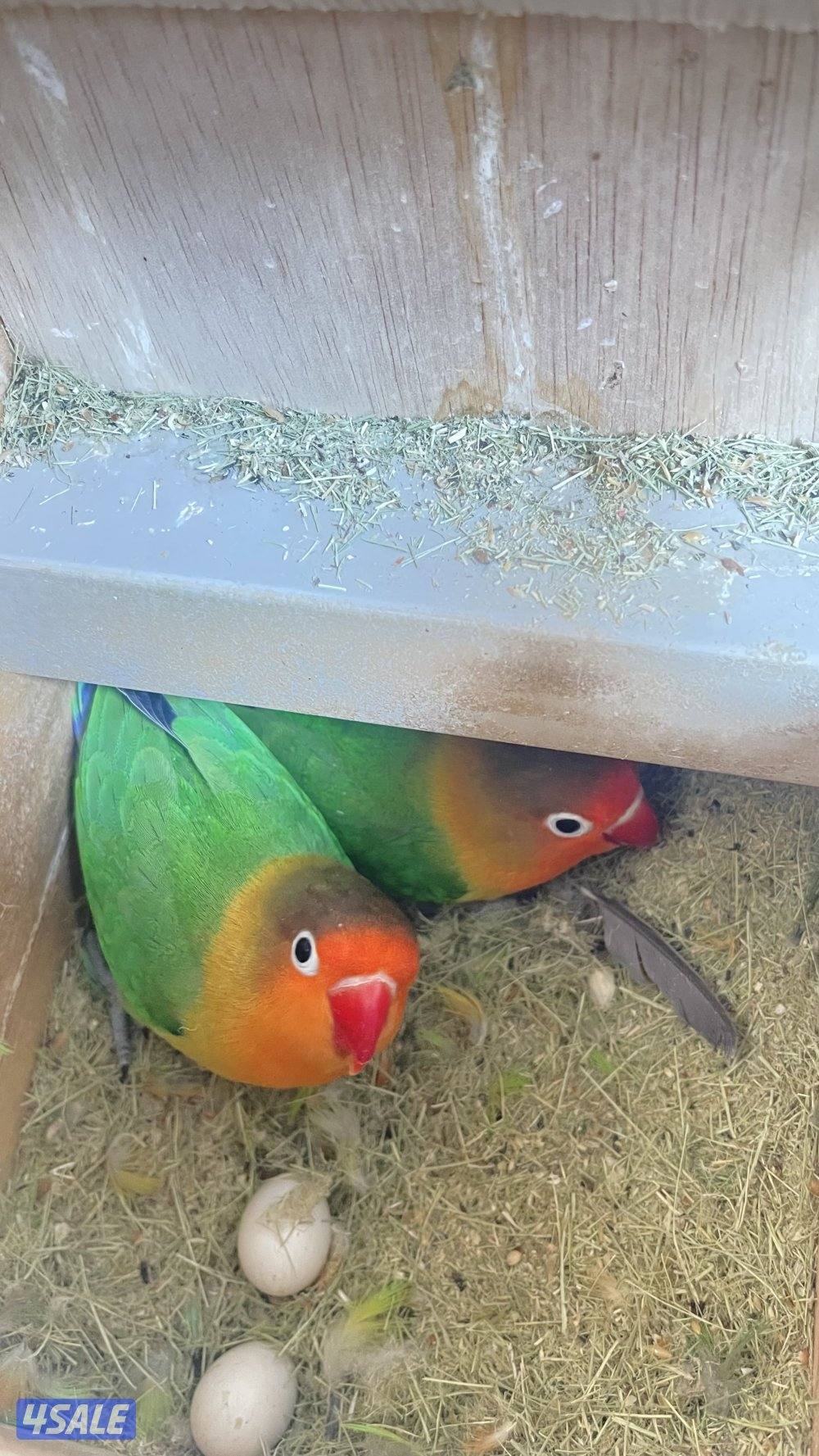 للبيع كناري ازواج وزوج فشر8