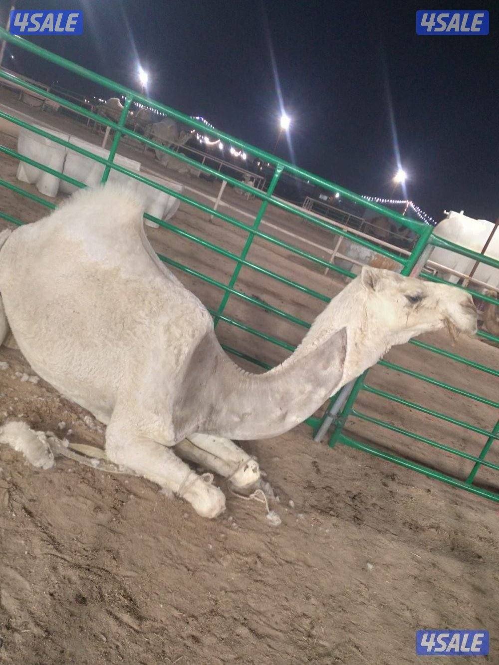 دكتورابل شعبي نضافه رحم وتقطيع صيد وضيار وكوي0