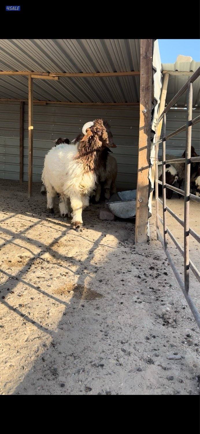 للبيع طليان0