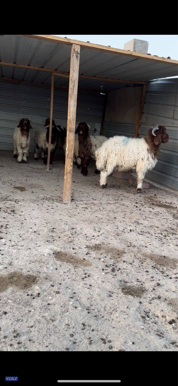 للبيع طليان1