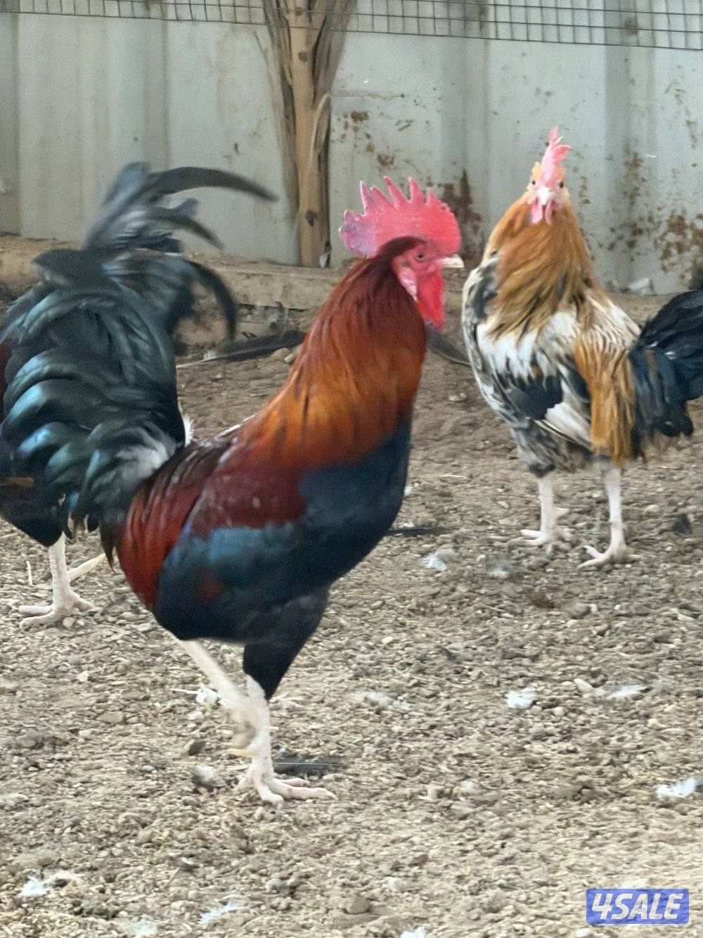 دياجه عربي قديم0