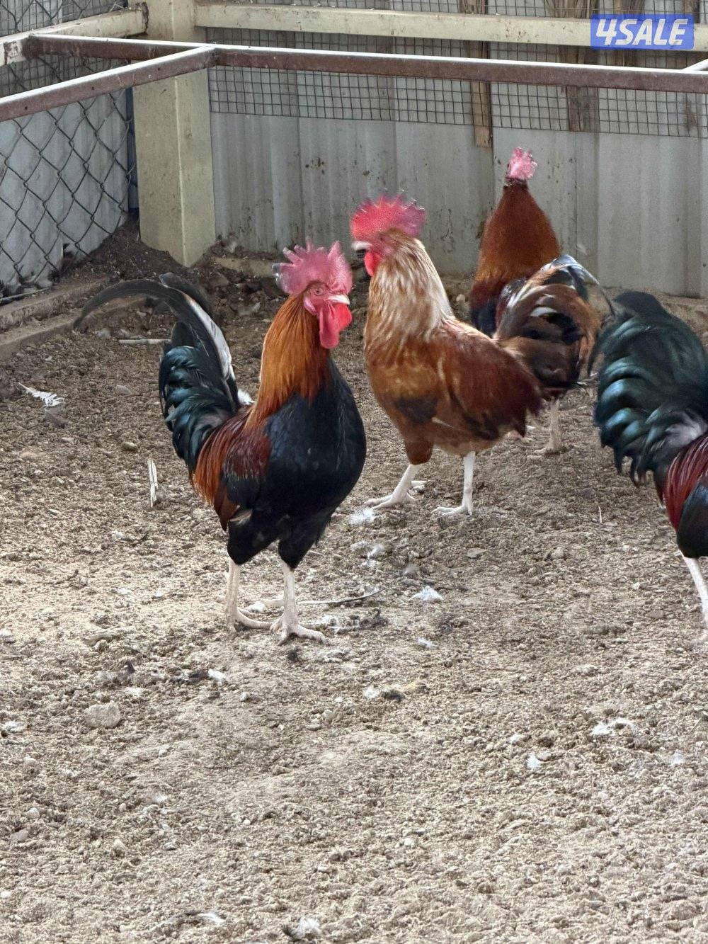 دياجه عربي قديم1