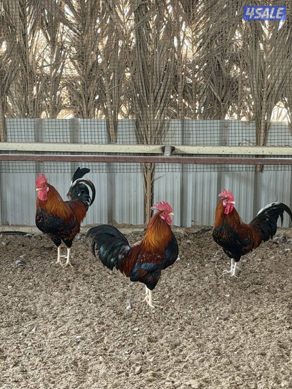 دياجه عربي قديم2