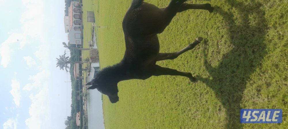 مربط ربط خيل وحلاقه خيل جسم وراس شو وتدريب وتجهيز شو وتعديل أطباع0