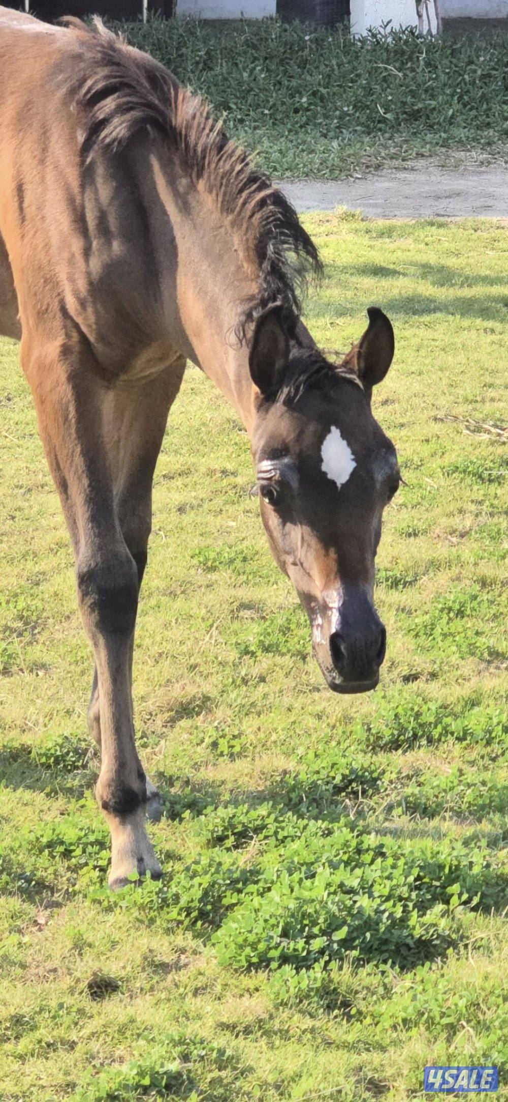 مربط ربط خيل وحلاقه خيل جسم وراس شو وتدريب وتجهيز شو وتعديل أطباع2