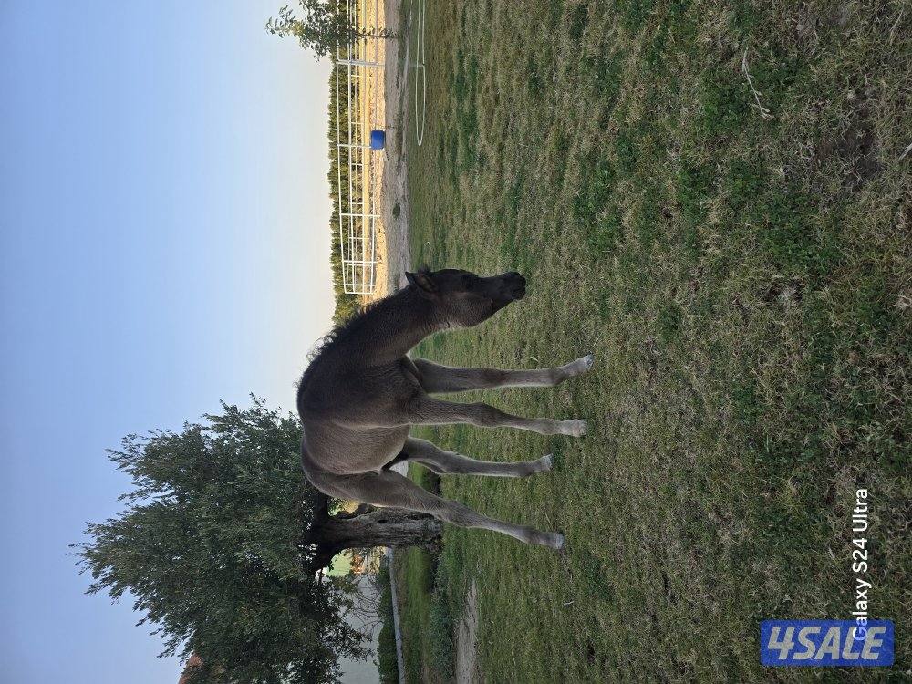 مربط ربط خيل وحلاقه خيل جسم وراس شو وتدريب وتجهيز شو وتعديل أطباع1