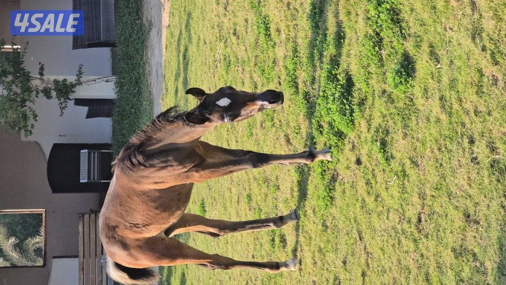 مربط ربط خيل وحلاقه خيل جسم وراس شو وتدريب وتجهيز شو وتعديل أطباع3