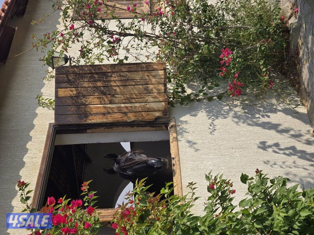 مربط ربط خيل وحلاقه خيل جسم وراس شو وتدريب وتجهيز شو وتعديل أطباع4