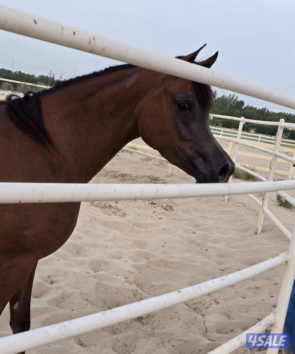 مربط ربط خيل وحلاقه خيل جسم وراس شو وتدريب وتجهيز شو وتعديل أطباع5