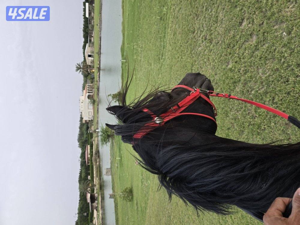 مربط ربط خيل وحلاقه خيل جسم وراس شو وتدريب وتجهيز شو وتعديل أطباع6