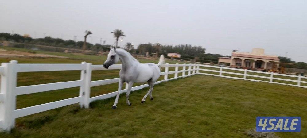 مربط ربط خيل وحلاقه خيل جسم وراس شو وتدريب وتجهيز شو وتعديل أطباع7
