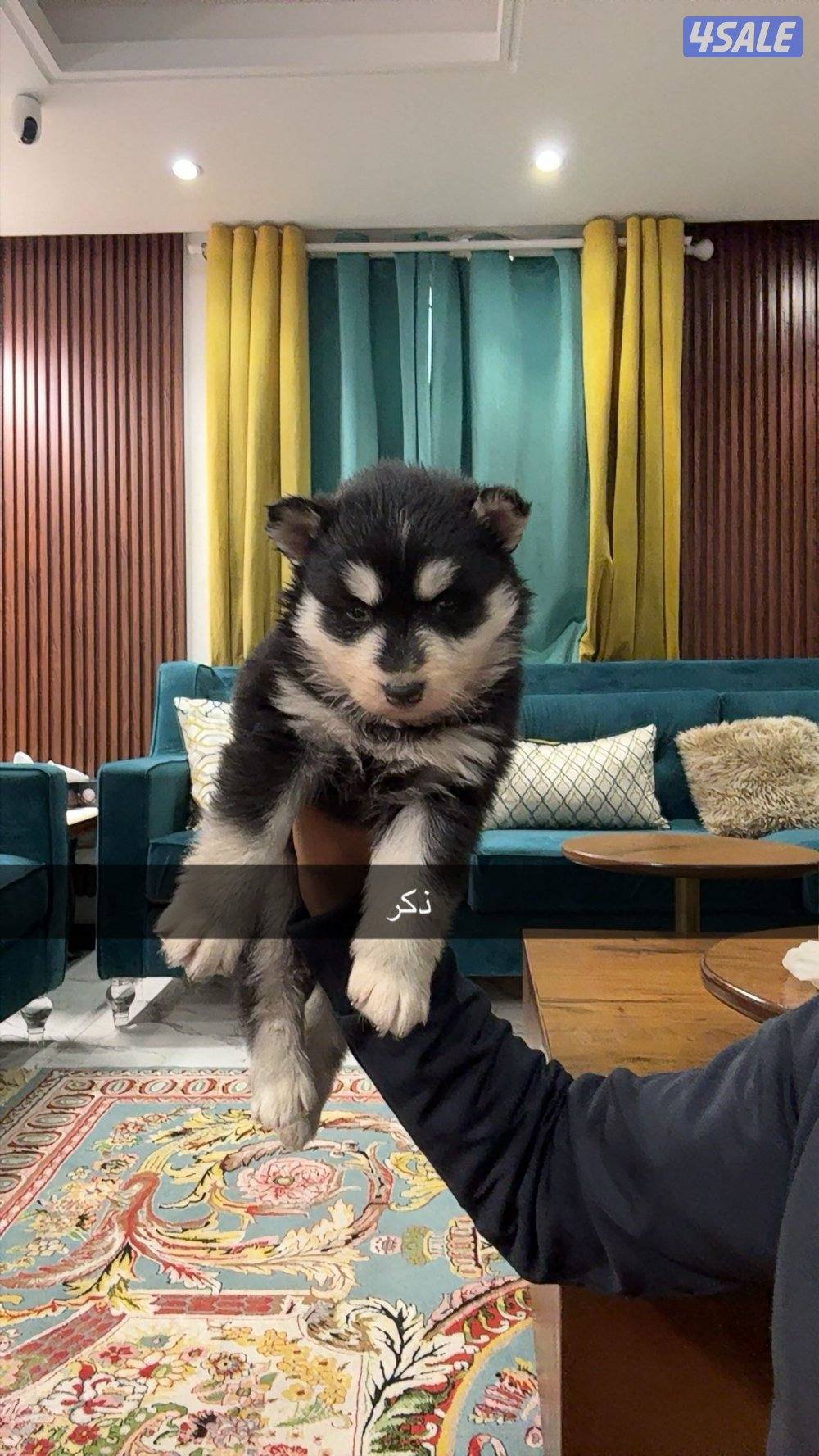 جراء هاسكي سيبيري1