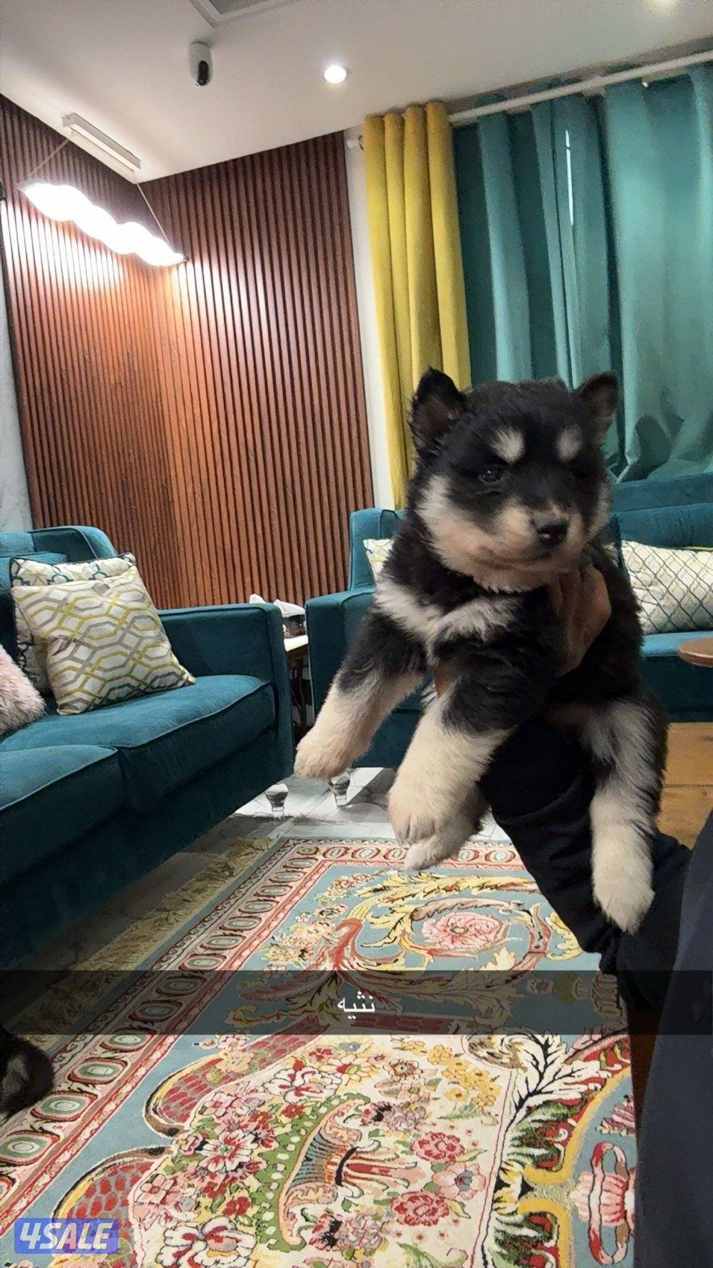 جراء هاسكي سيبيري2