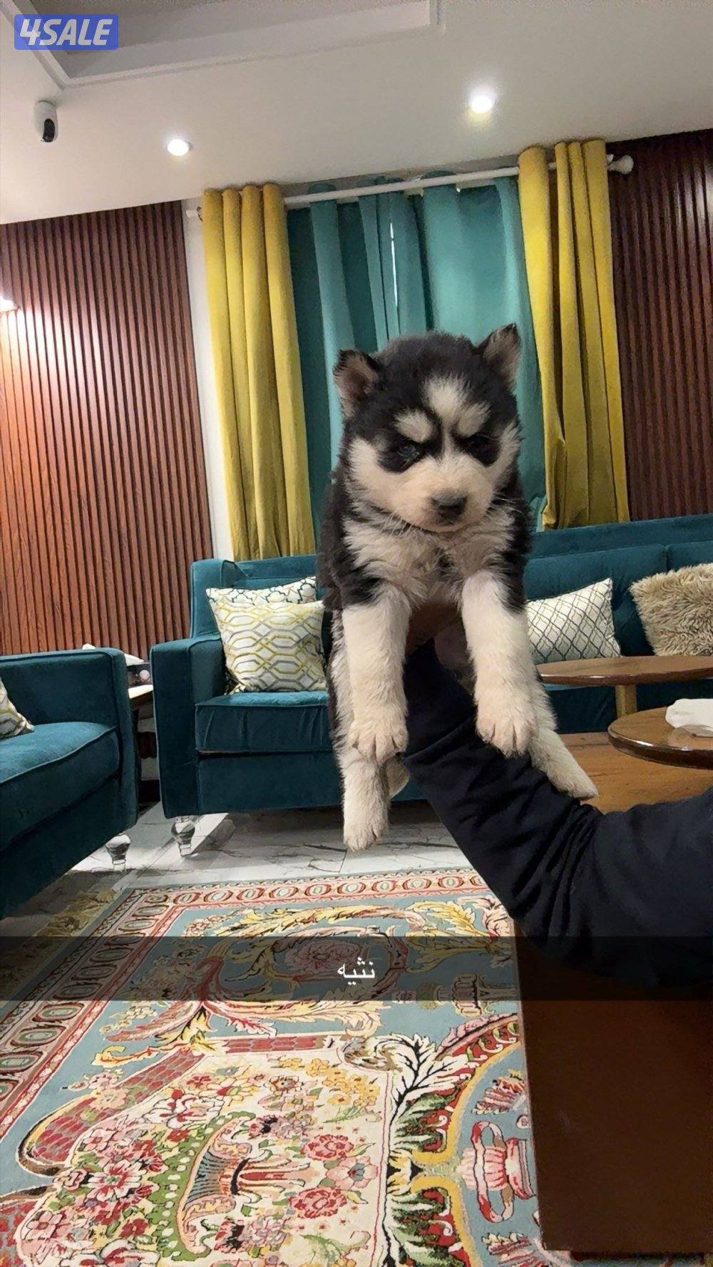 جراء هاسكي سيبيري3