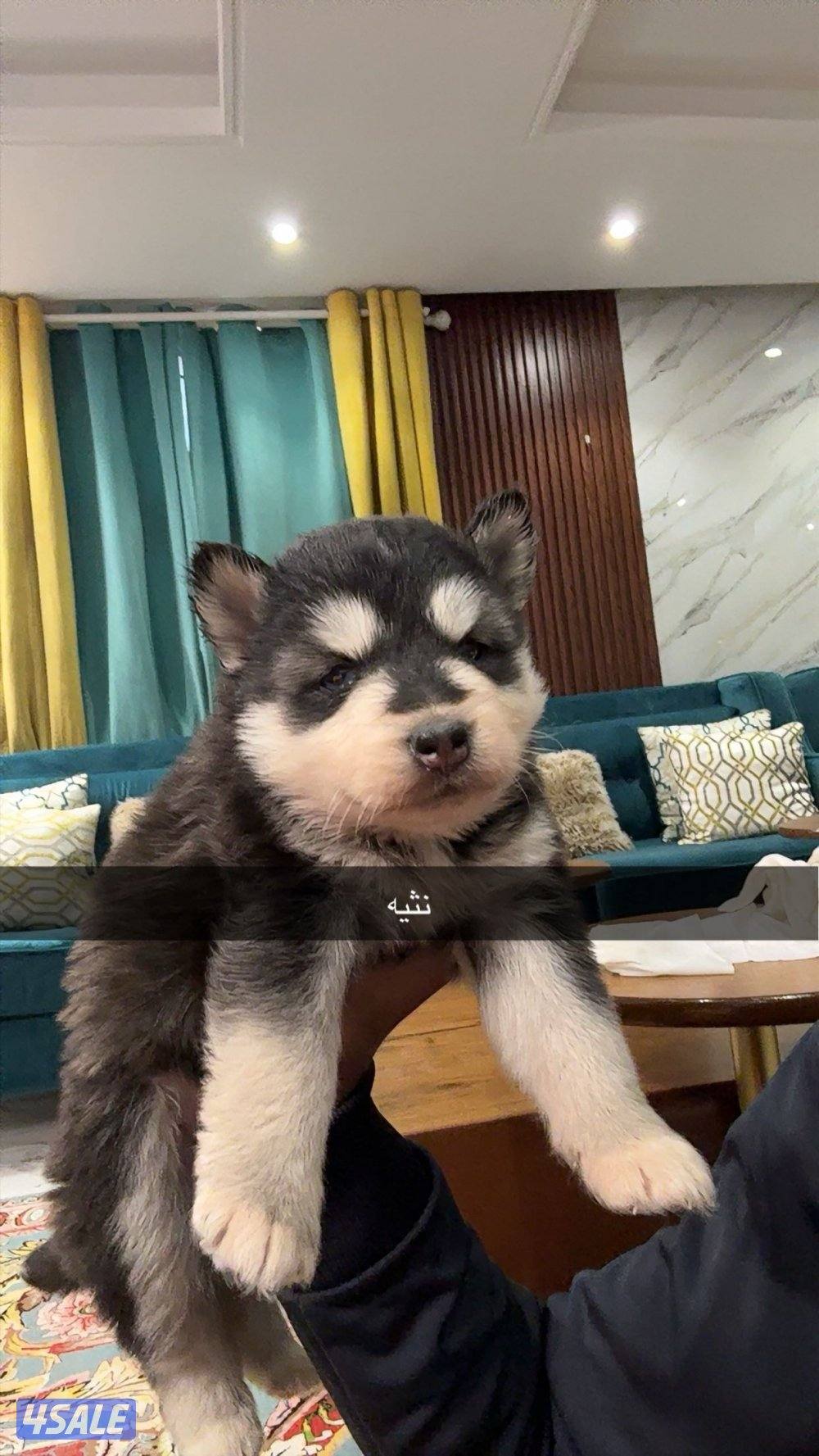 جراء هاسكي سيبيري4