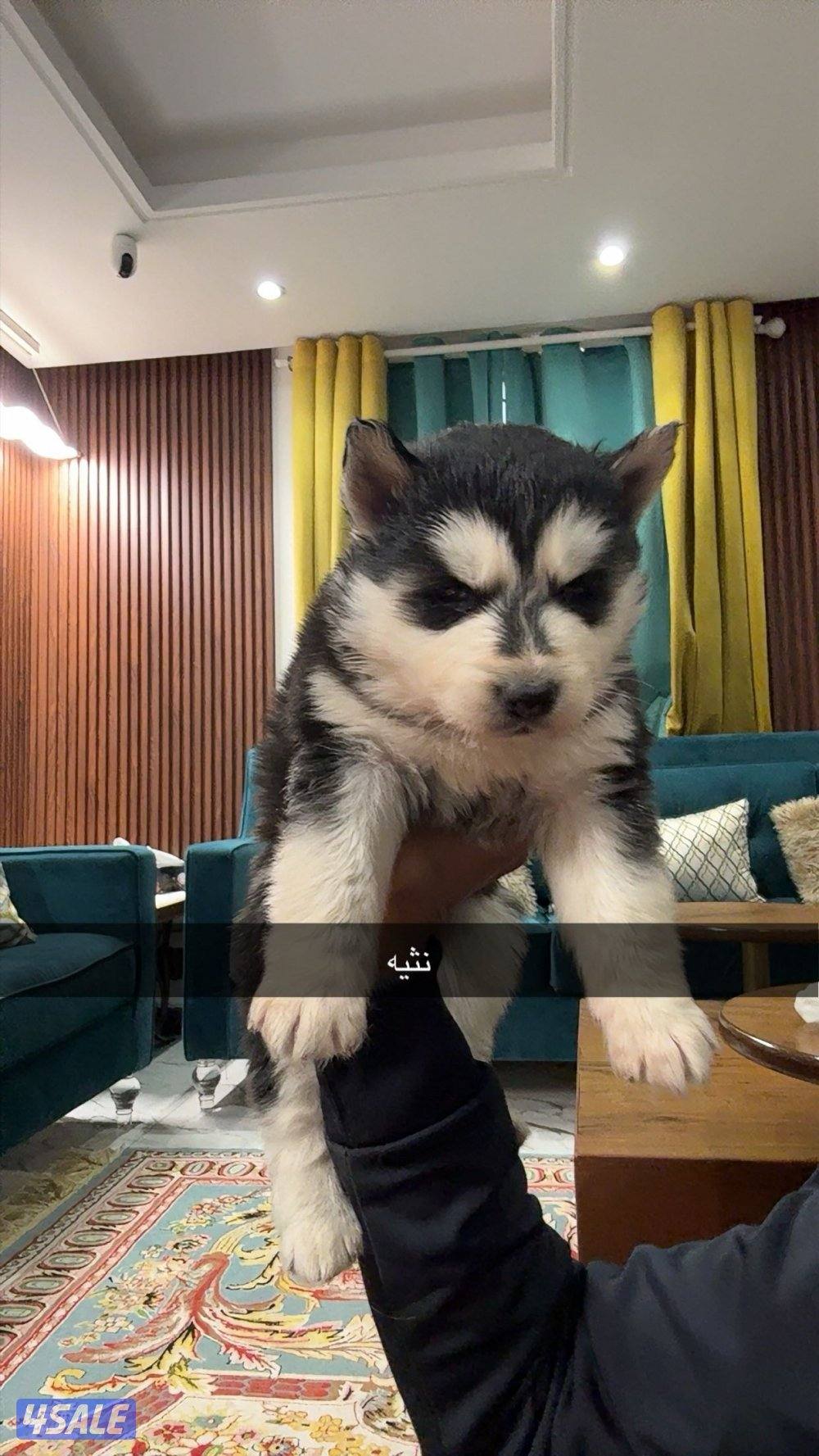 جراء هاسكي سيبيري5