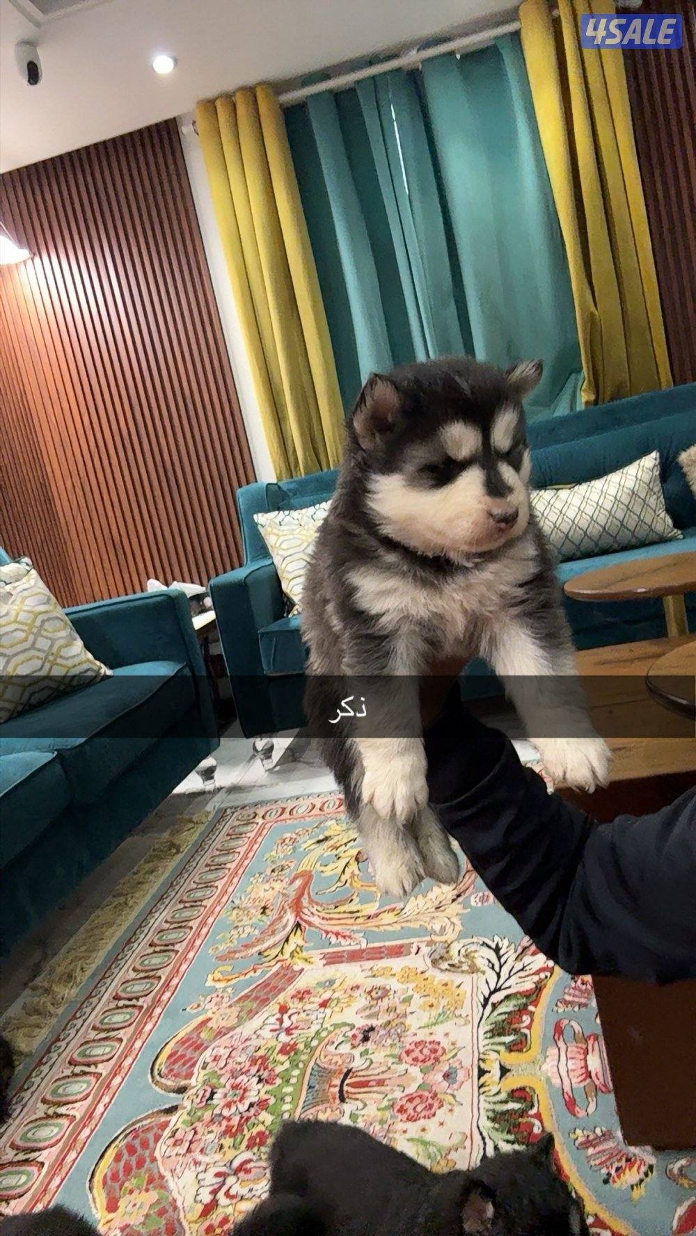 جراء هاسكي سيبيري6