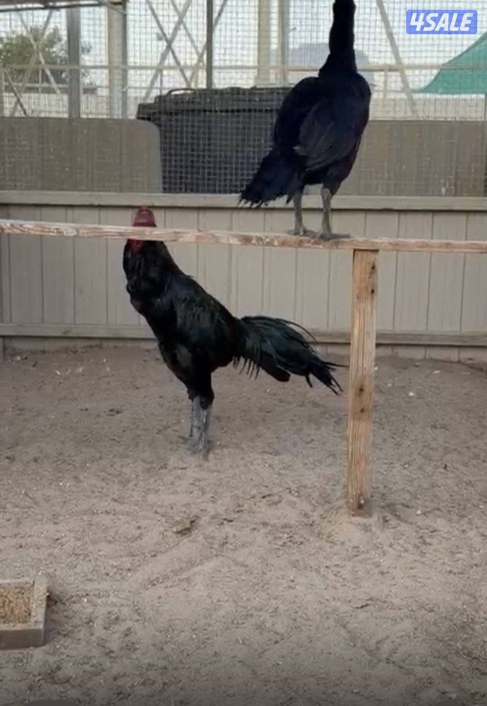 تايلندي رفيع مستوي فاخر0