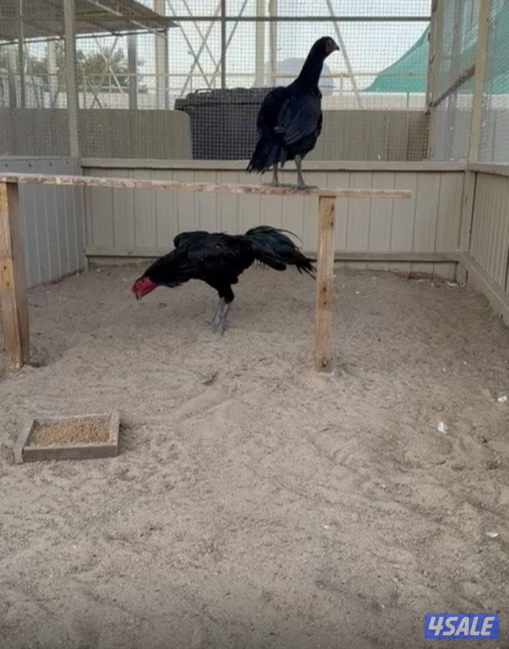 تايلندي رفيع مستوي فاخر2