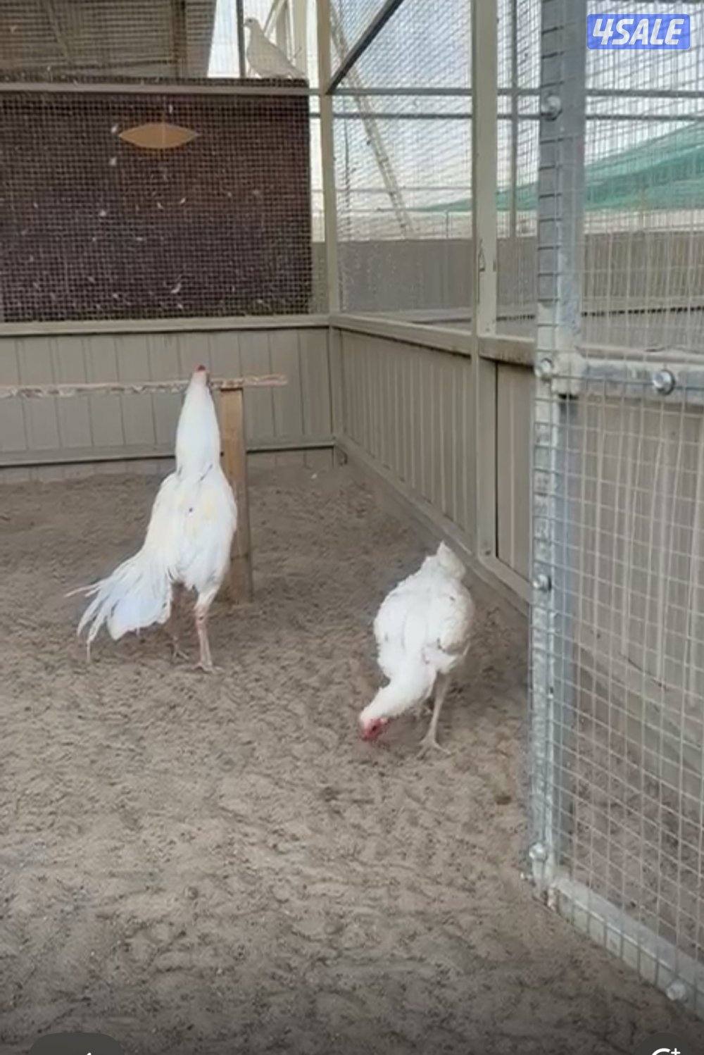 تايلندي رفيع مستوي فاخر1