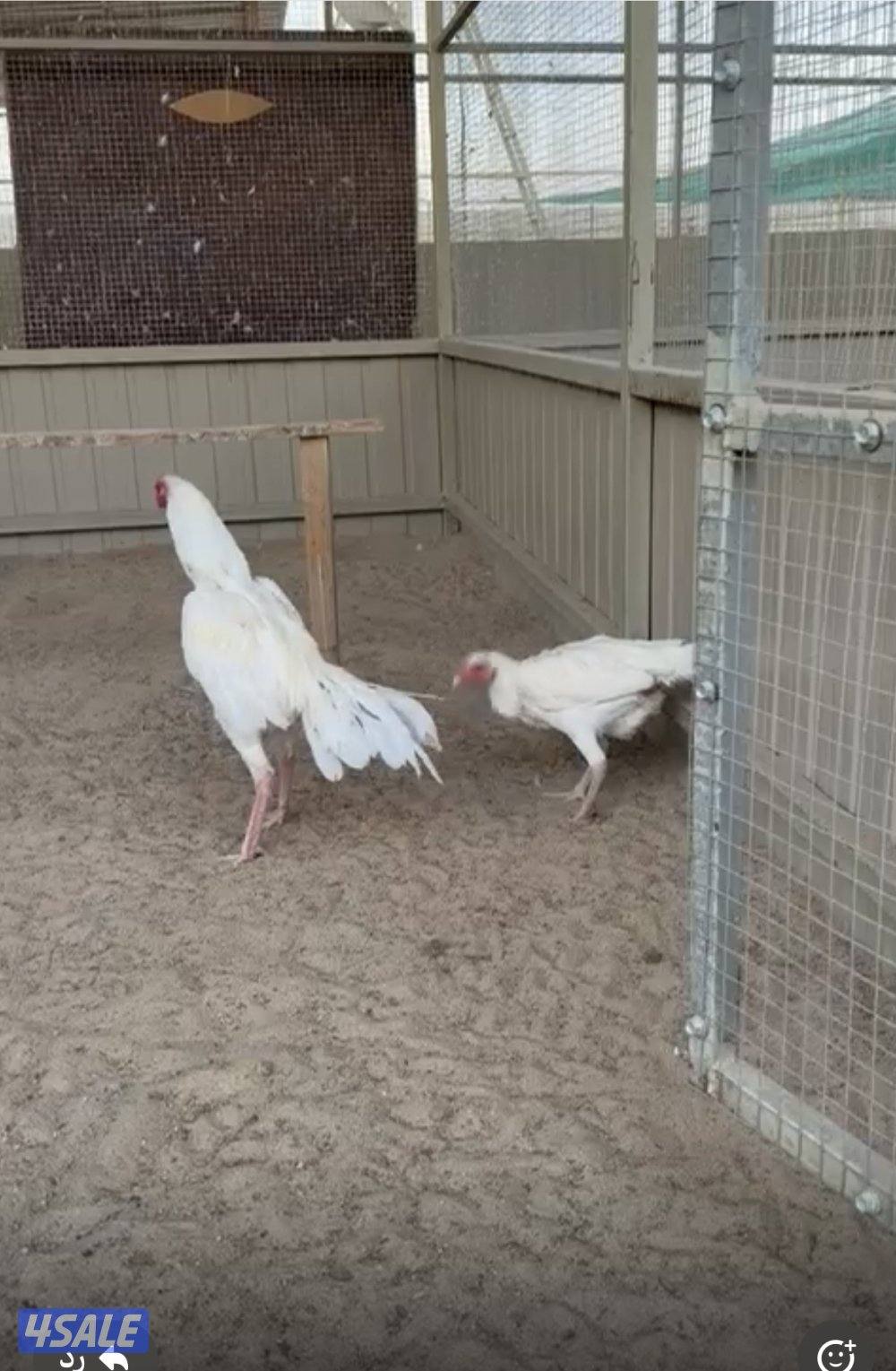 تايلندي رفيع مستوي فاخر3