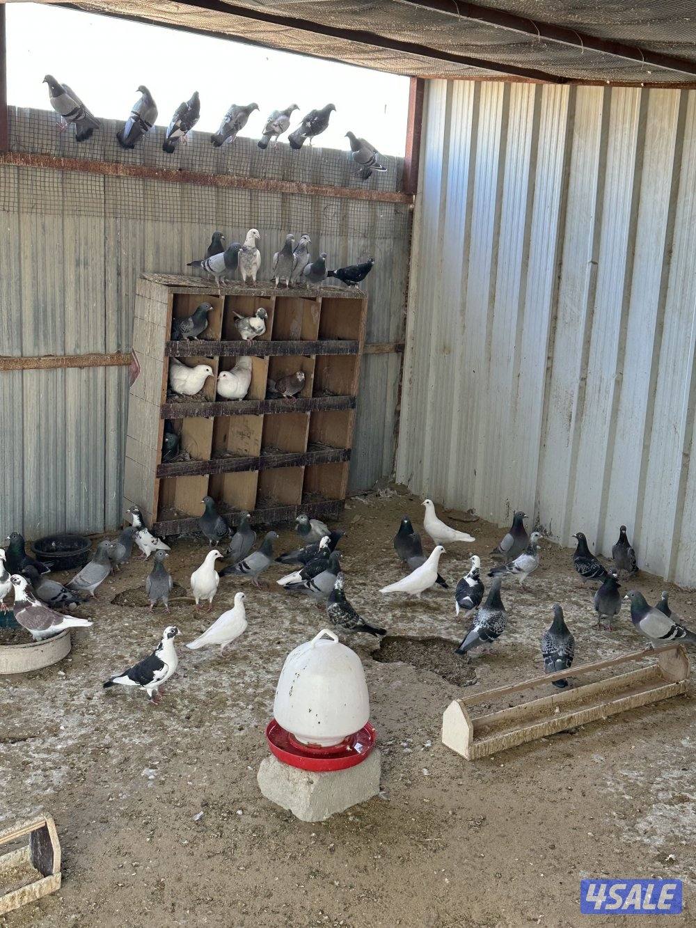 للبيع حمام زاجل + حمام تراكيب XL0