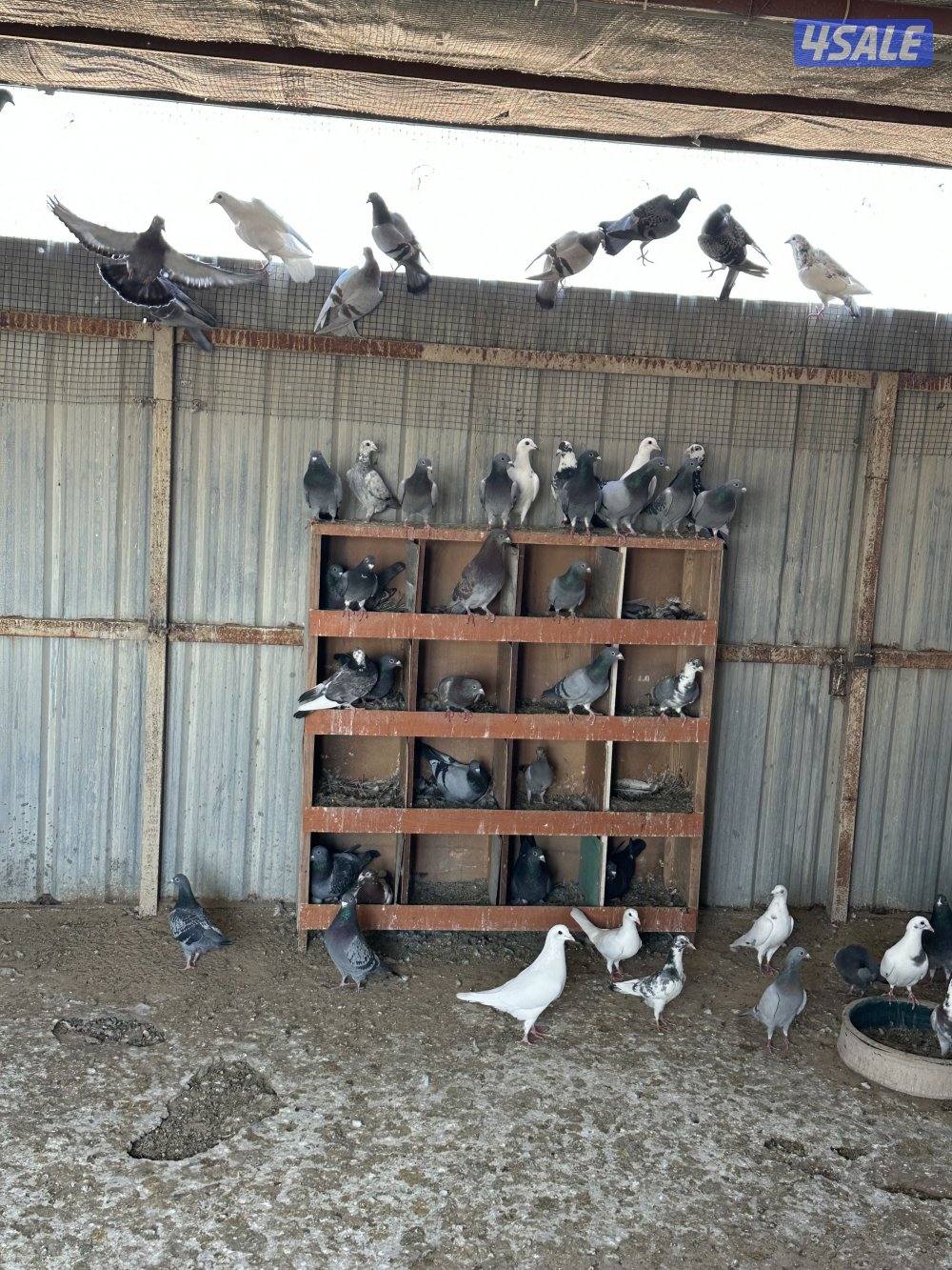 للبيع حمام زاجل + حمام تراكيب XL1