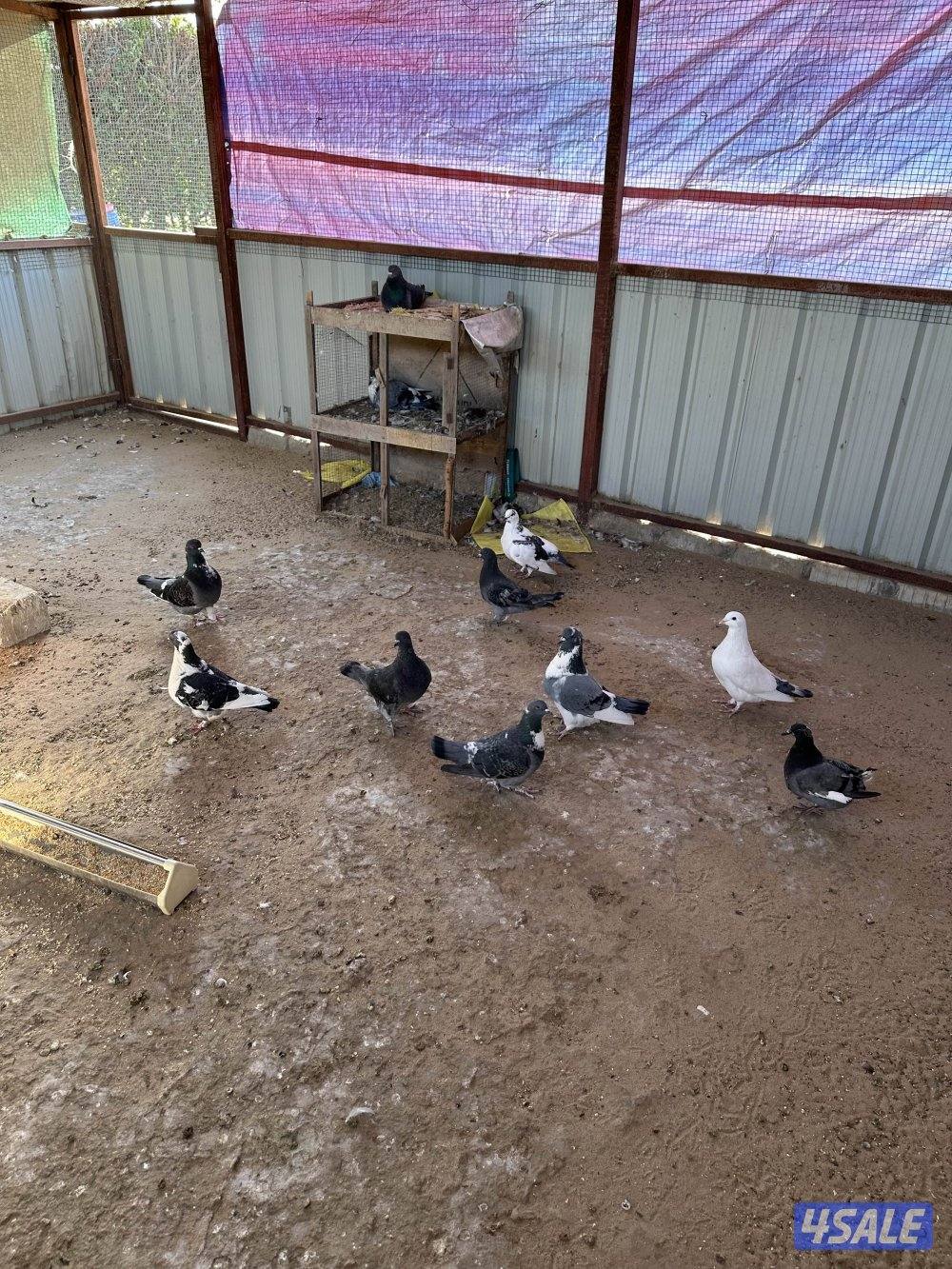 للبيع حمام زاجل + حمام تراكيب XL2