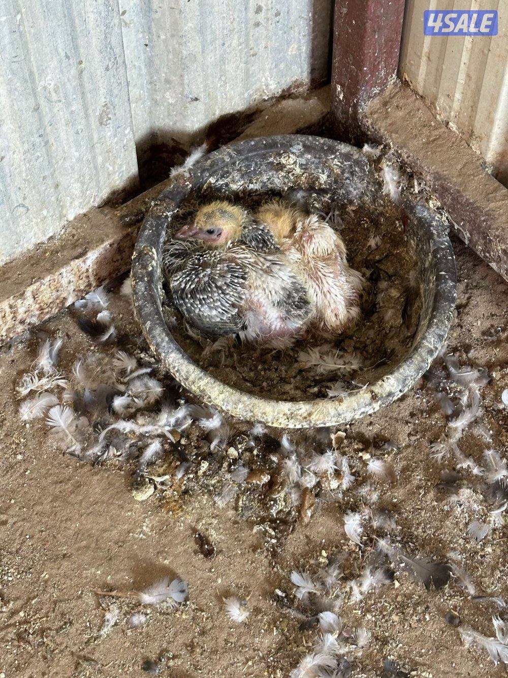 للبيع حمام زاجل + حمام تراكيب XL3