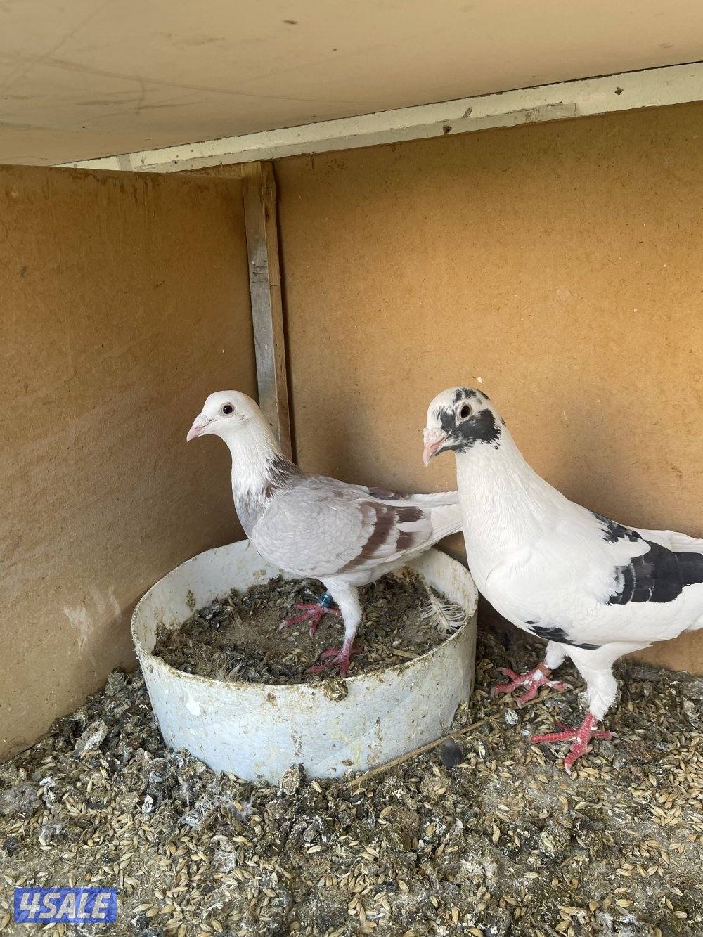 لاحم الوزان3