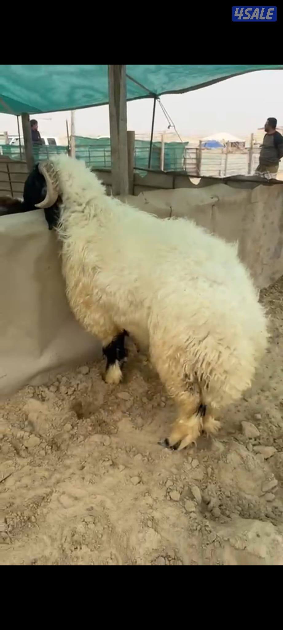 للبيع فحل شرط القريع سن رباع0