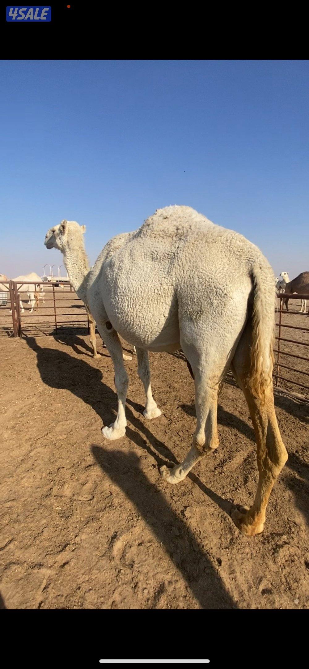 5 ابل لقحات واحده حمرا و4 وضح ملاقيات بيولدون0