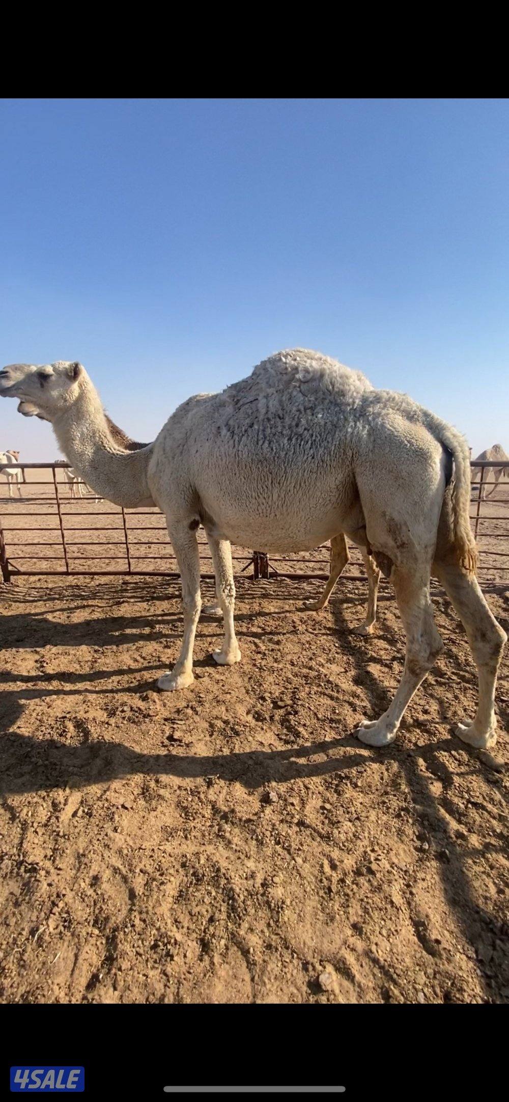 5 ابل لقحات واحده حمرا و4 وضح ملاقيات بيولدون1