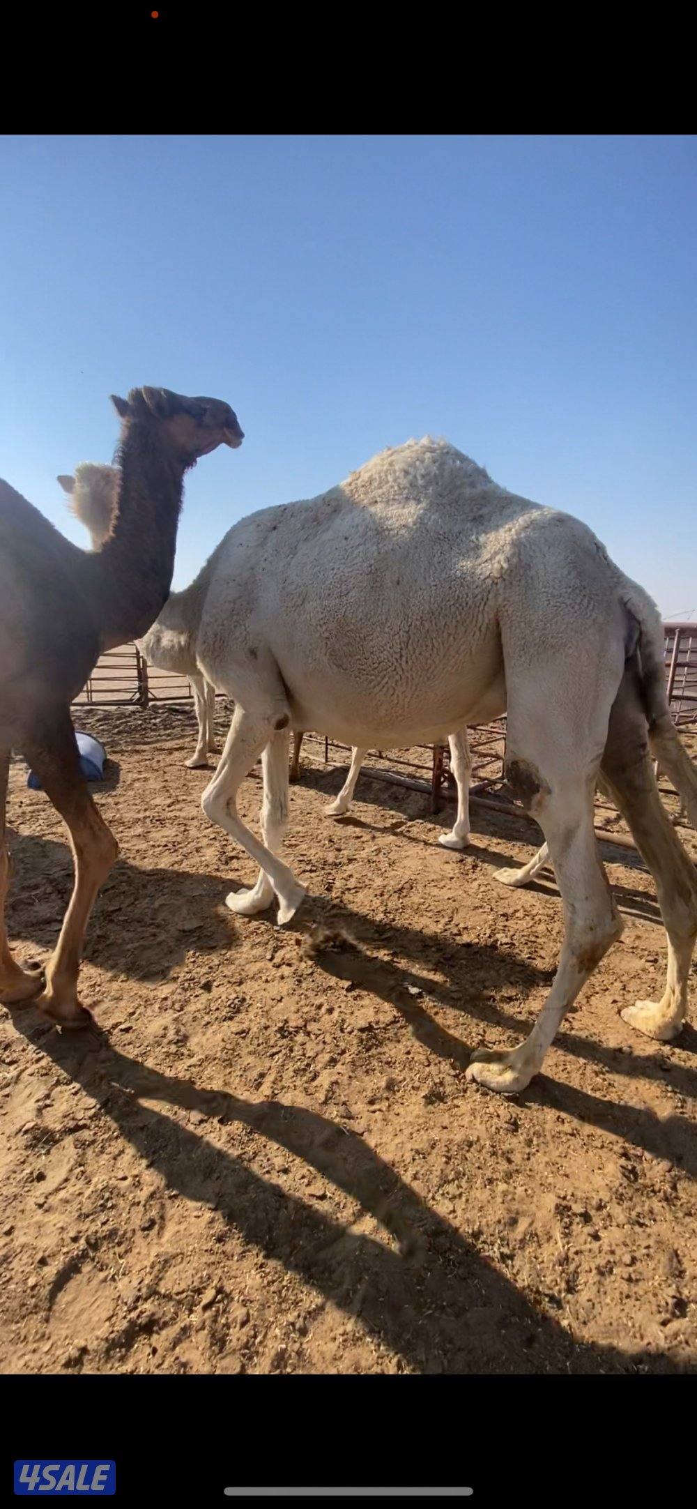 5 ابل لقحات واحده حمرا و4 وضح ملاقيات بيولدون2