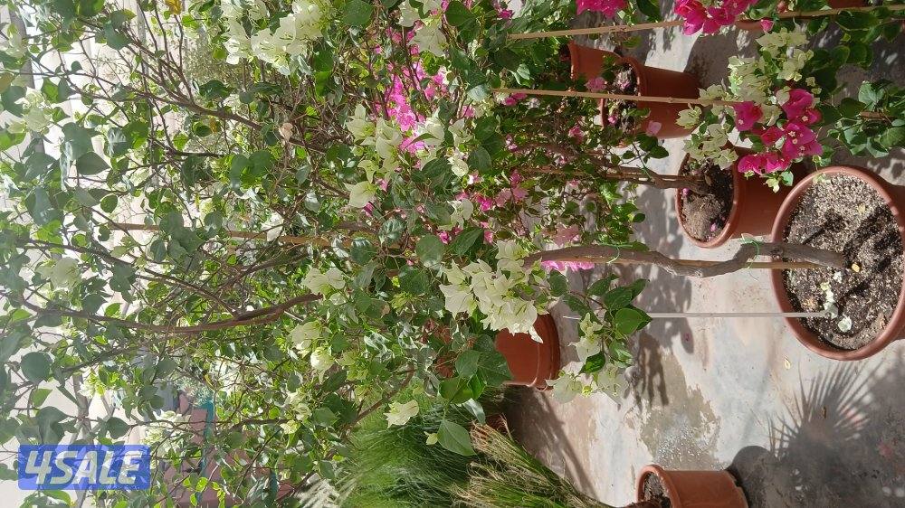 تنسيق حدائق تركيب تيل صناعي وطبيعي سور تركي تركيب بلاط وكربستون زراعة9