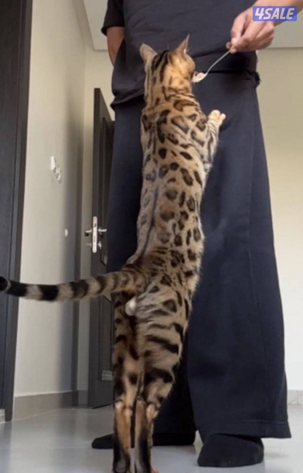 Bengal kitten / mother for sale0