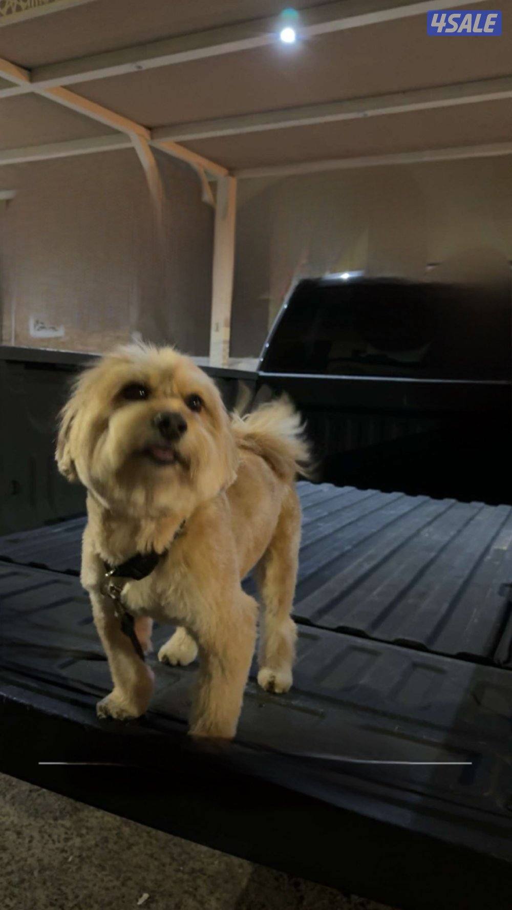 جلب مالتيزر للبيع بصحه جيده لعووب و العمر سنه و اربع اشهر0