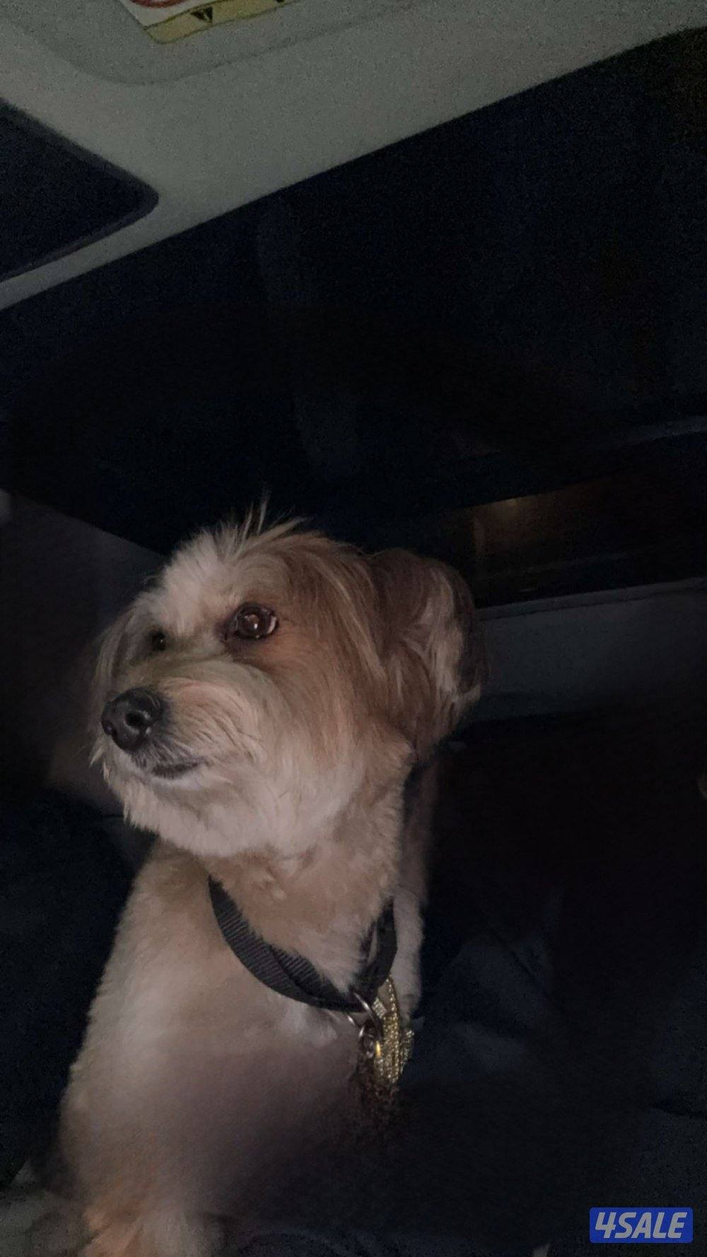 جلب مالتيزر للبيع بصحه جيده لعووب و العمر سنه و اربع اشهر1