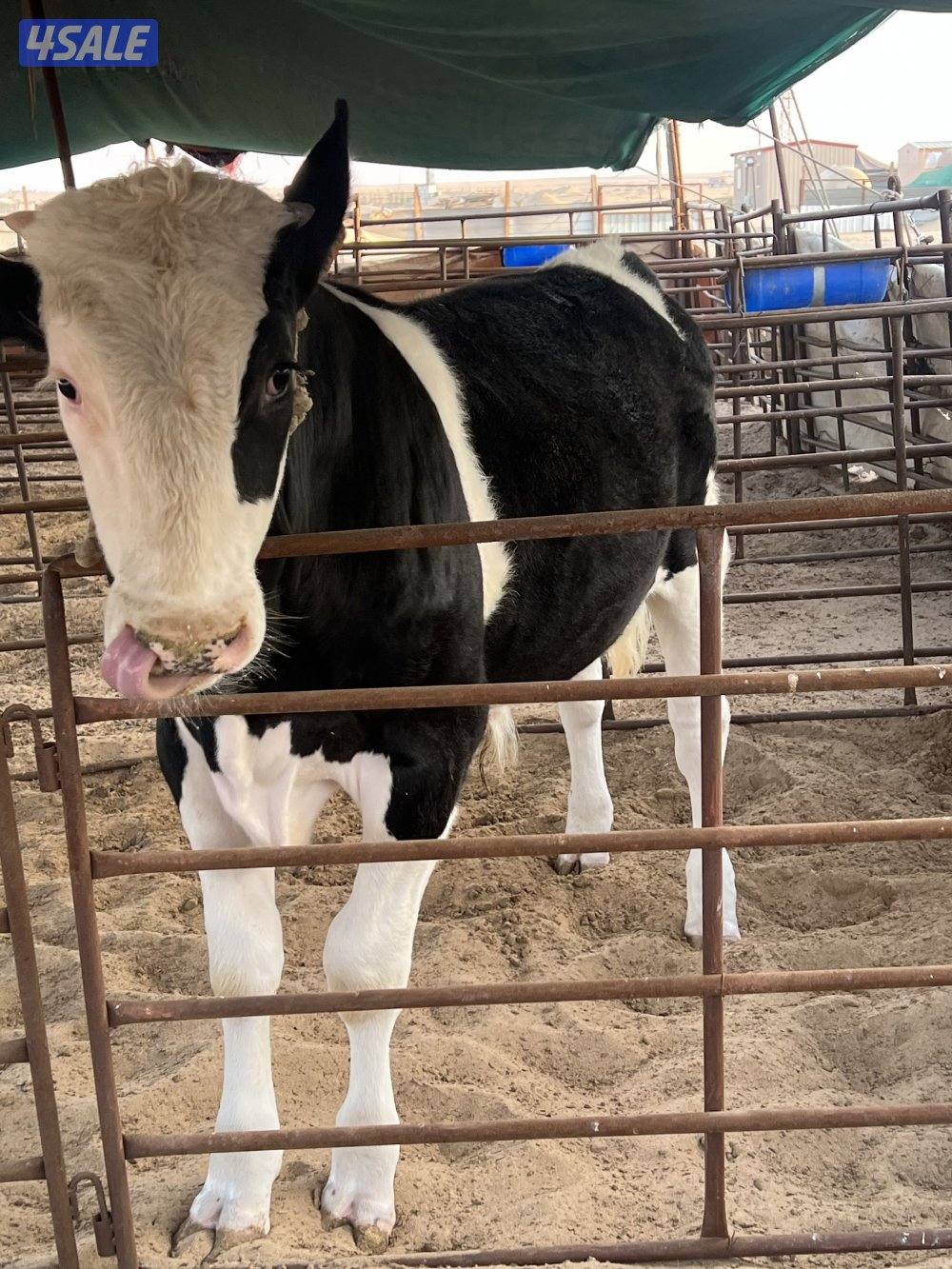 عجول محلية العمر تقريبا من ٨ الى ٩ شهور السمنه  طيبه شرط الصحة0