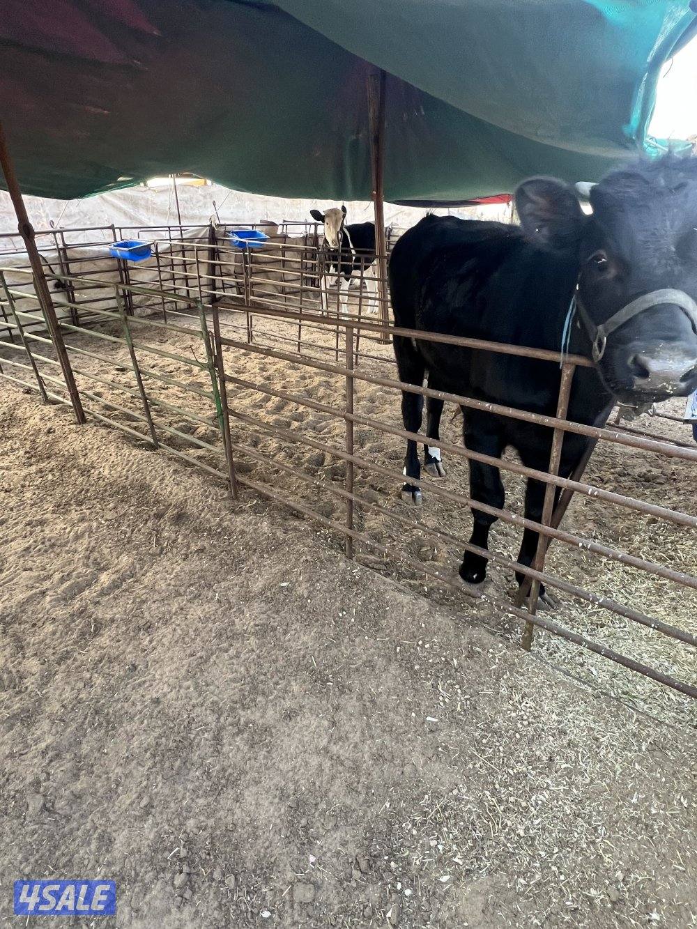 عجول محلية العمر تقريبا من ٨ الى ٩ شهور السمنه  طيبه شرط الصحة1