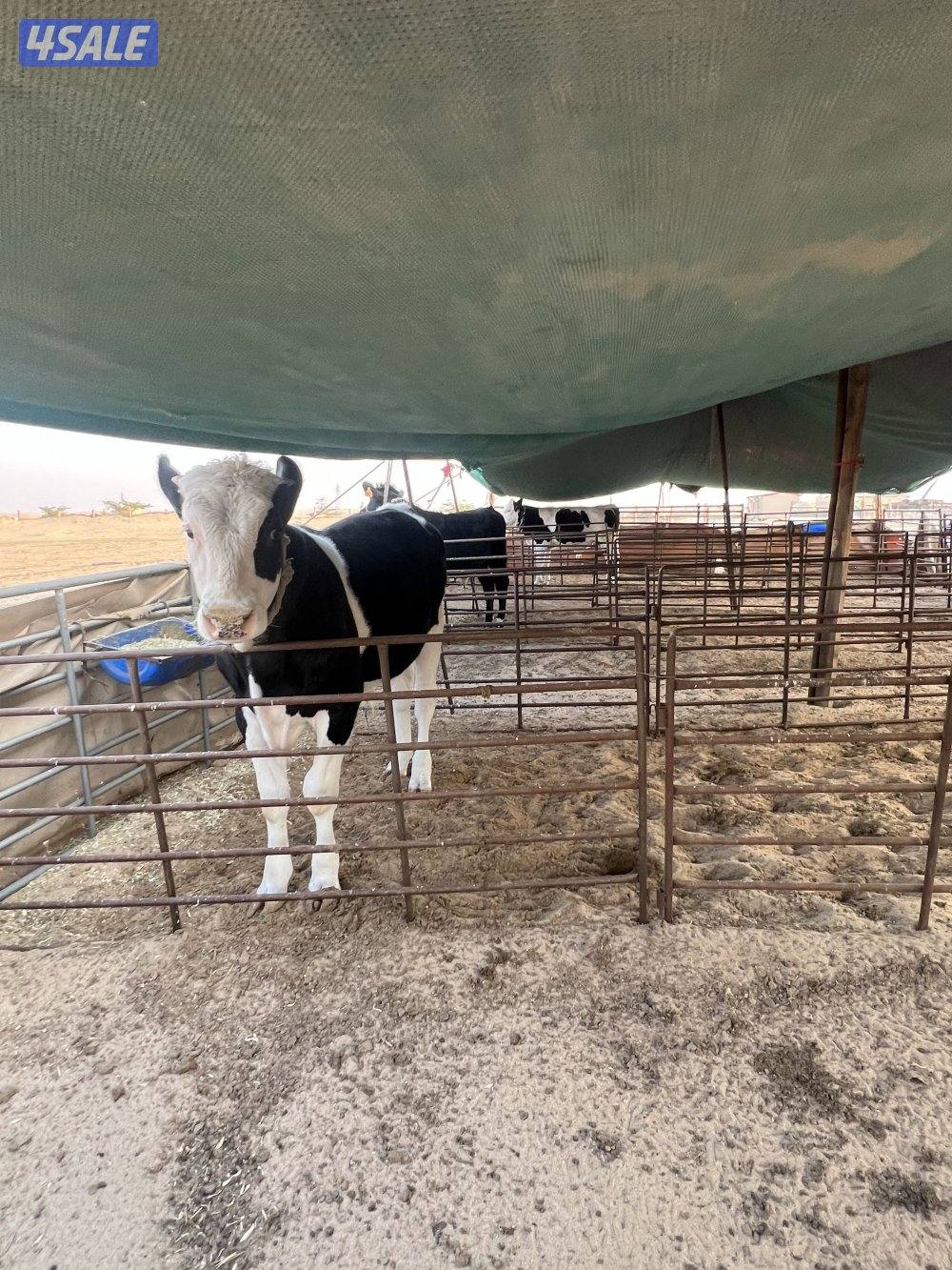 عجول محلية العمر تقريبا من ٨ الى ٩ شهور السمنه  طيبه شرط الصحة2