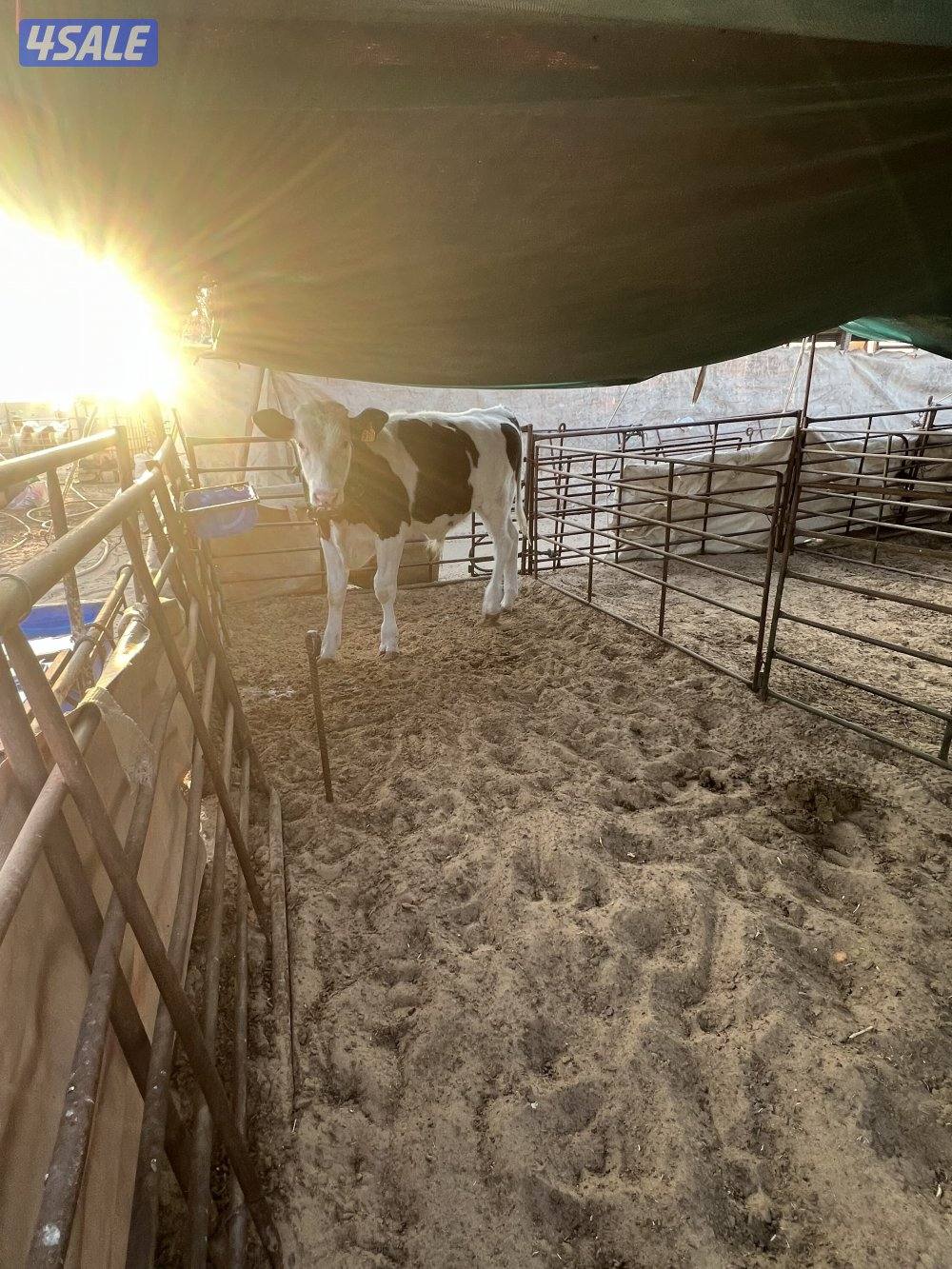 عجول محلية العمر تقريبا من ٨ الى ٩ شهور السمنه  طيبه شرط الصحة3